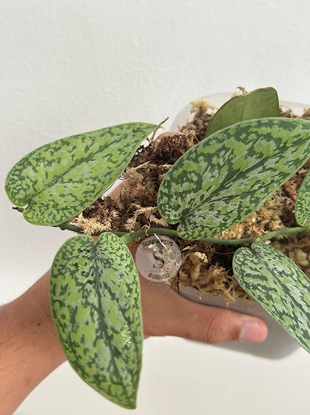 Scindapsus Silver Army Tricolor - Scindapsus Borneo