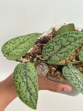 Scindapsus Silver Army Tricolor - Scindapsus Borneo