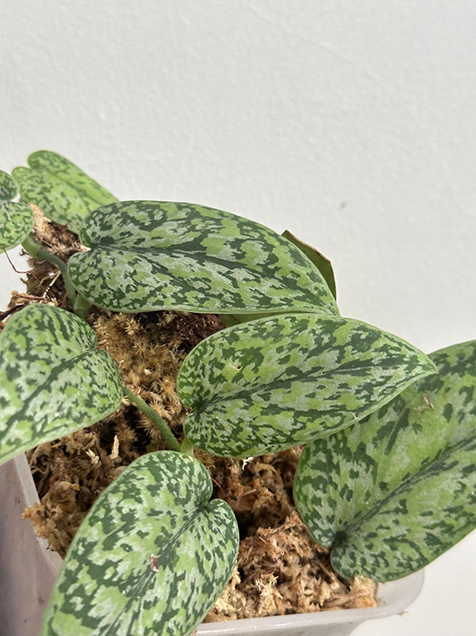Scindapsus Silver Army Tricolor
