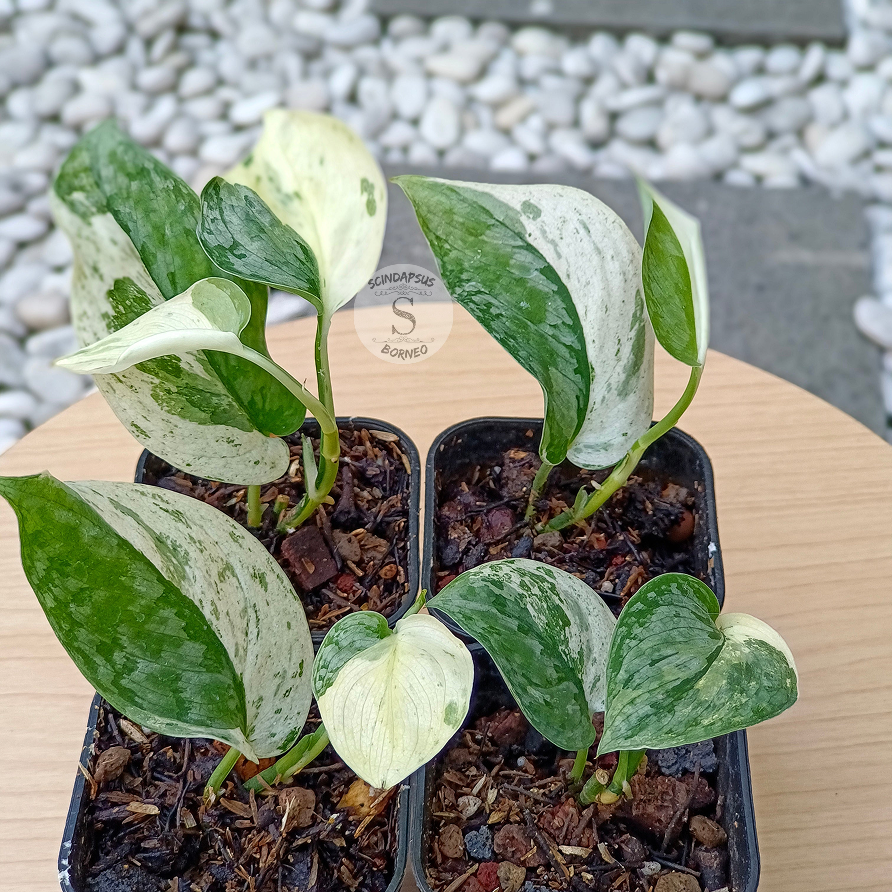 Scindapsus Silver Cloud White Variegated - Package 10x