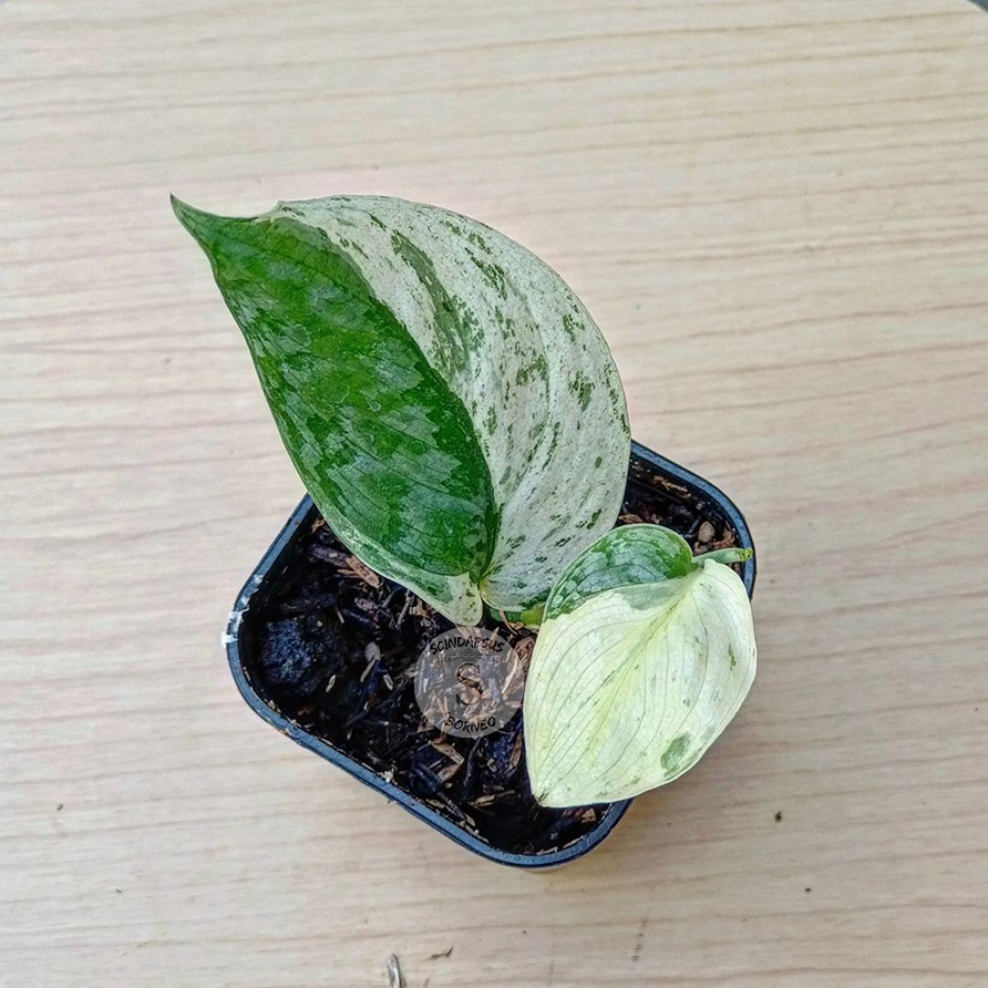 Scindapsus Silver Cloud White Variegated - Package 10x