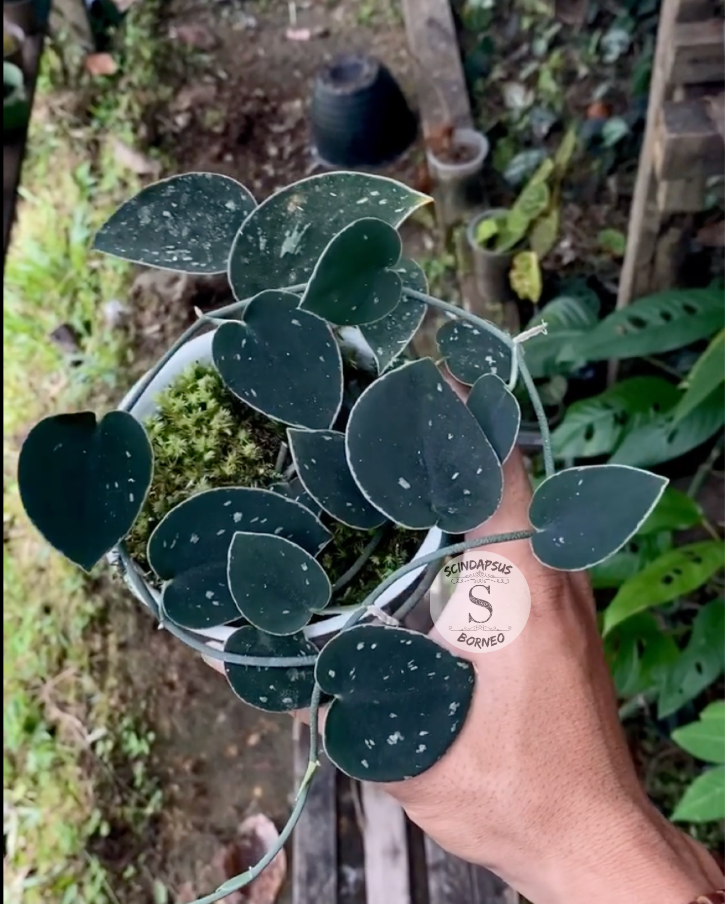 Scindapsus Silver Dark Form - Scindapsus Borneo