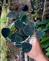 Scindapsus Silver Dark Form - Scindapsus Borneo