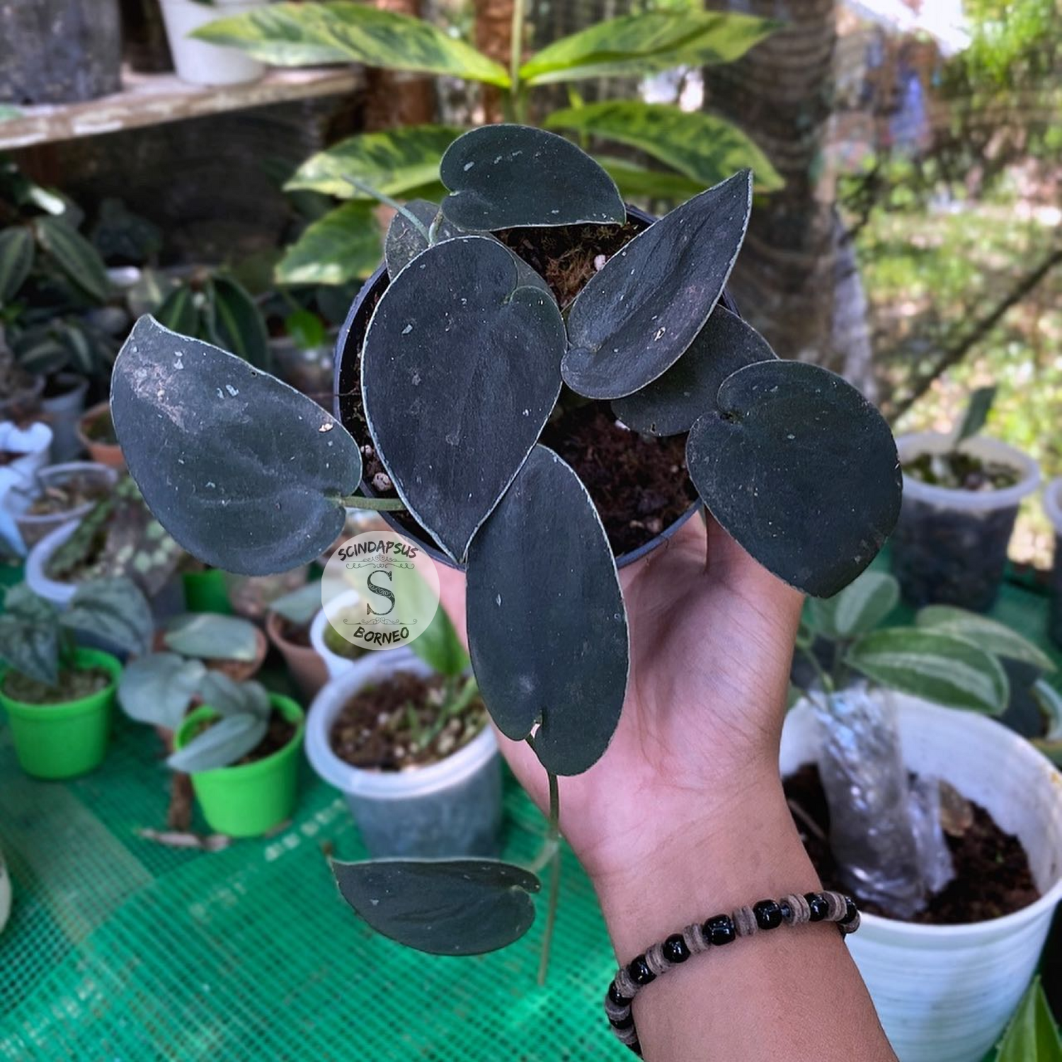 Scindapsus Silver Dark Form - Scindapsus Borneo