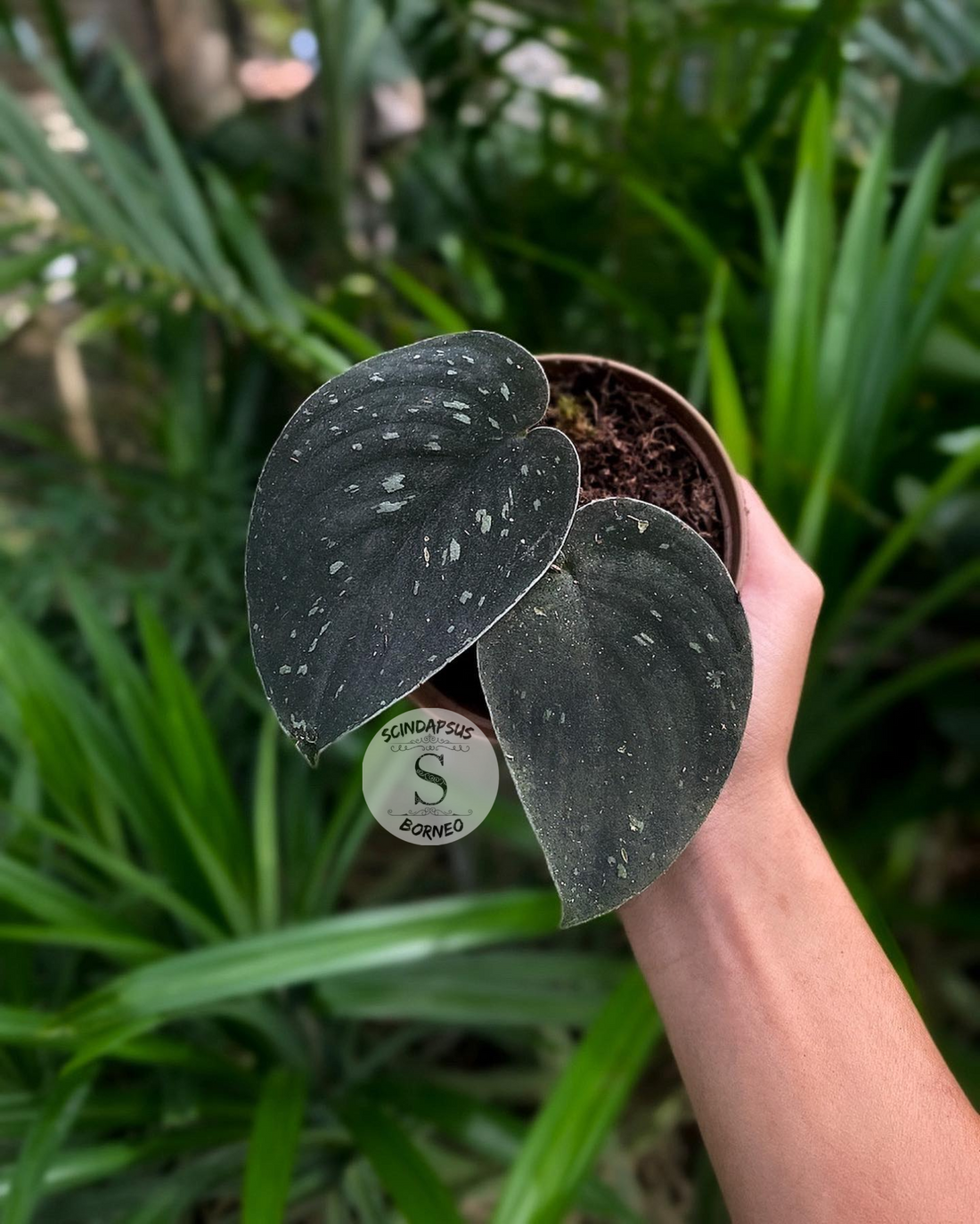 Scindapsus Silver Dark Form - Scindapsus Borneo