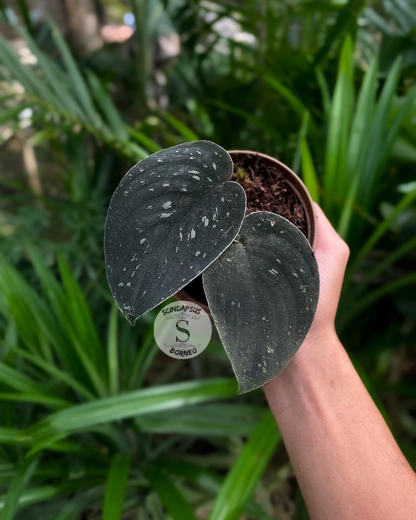 Scindapsus Silver Dark Form