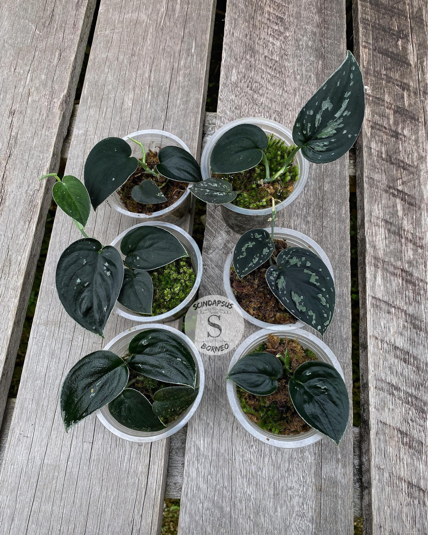 Scindapsus Silver Dark Form - Scindapsus Borneo