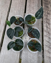 Scindapsus Silver Dark Form - Scindapsus Borneo