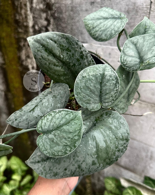 Scindapsus Silver Drift