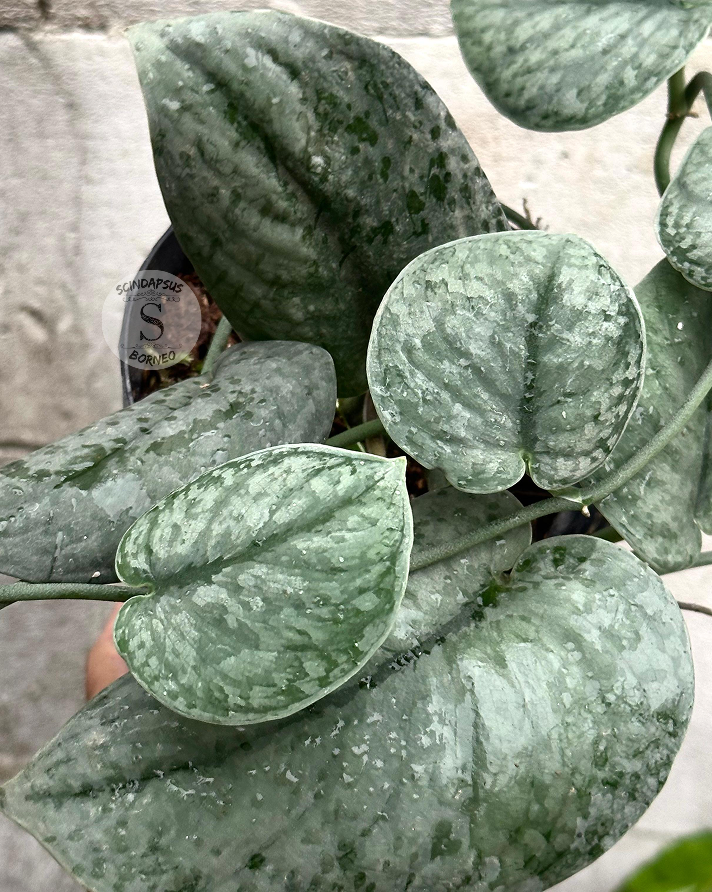 Scindapsus Silver Drift - Scindapsus Borneo