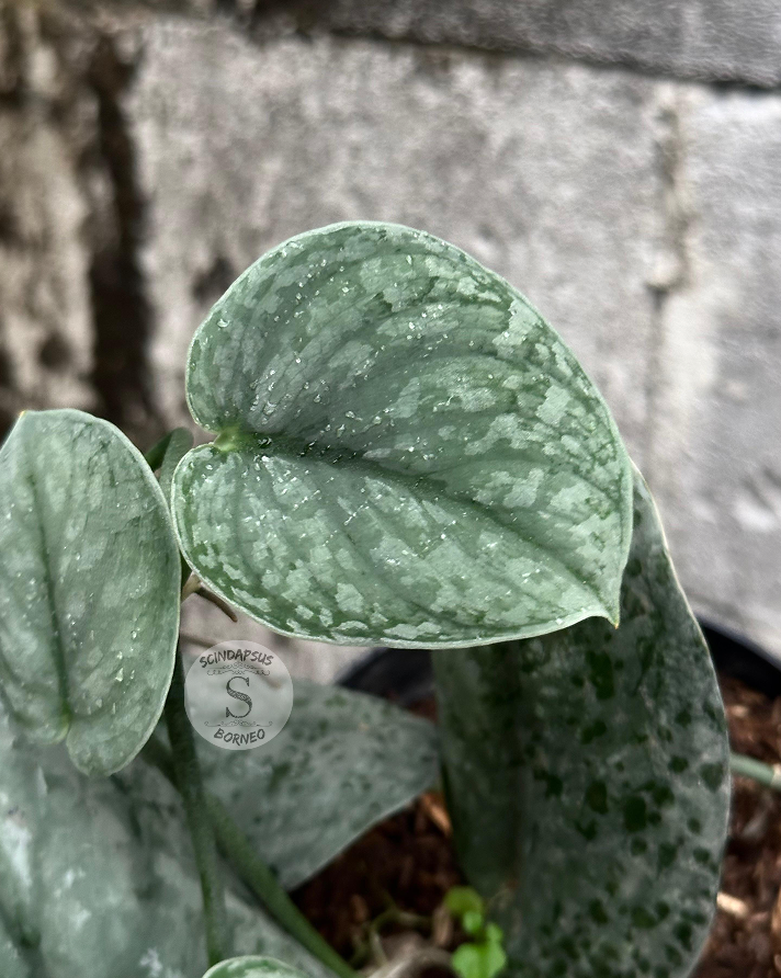 Scindapsus Silver Drift - Scindapsus Borneo