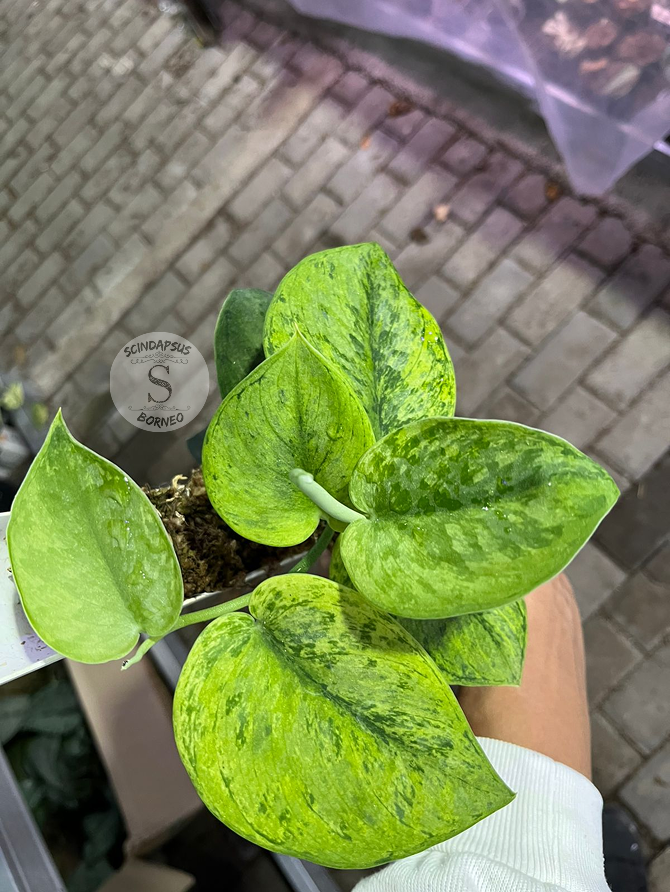 Scindapsus Silver Knight Green Mint - Best Selected - Scindapsus Borneo