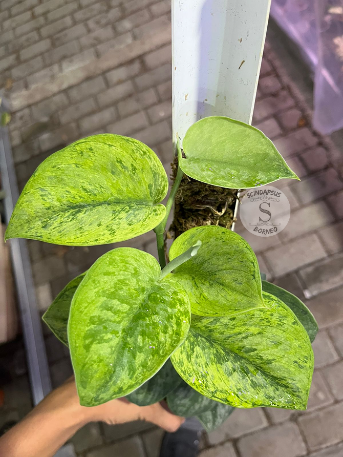 Scindapsus Silver Knight Green Mint - Best Selected - Scindapsus Borneo