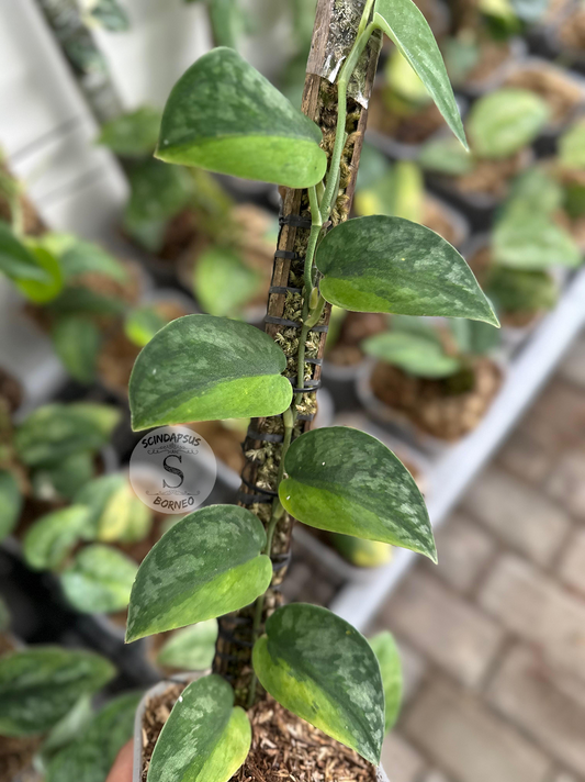 Scindapsus Silver Knight Green On Green Variegated