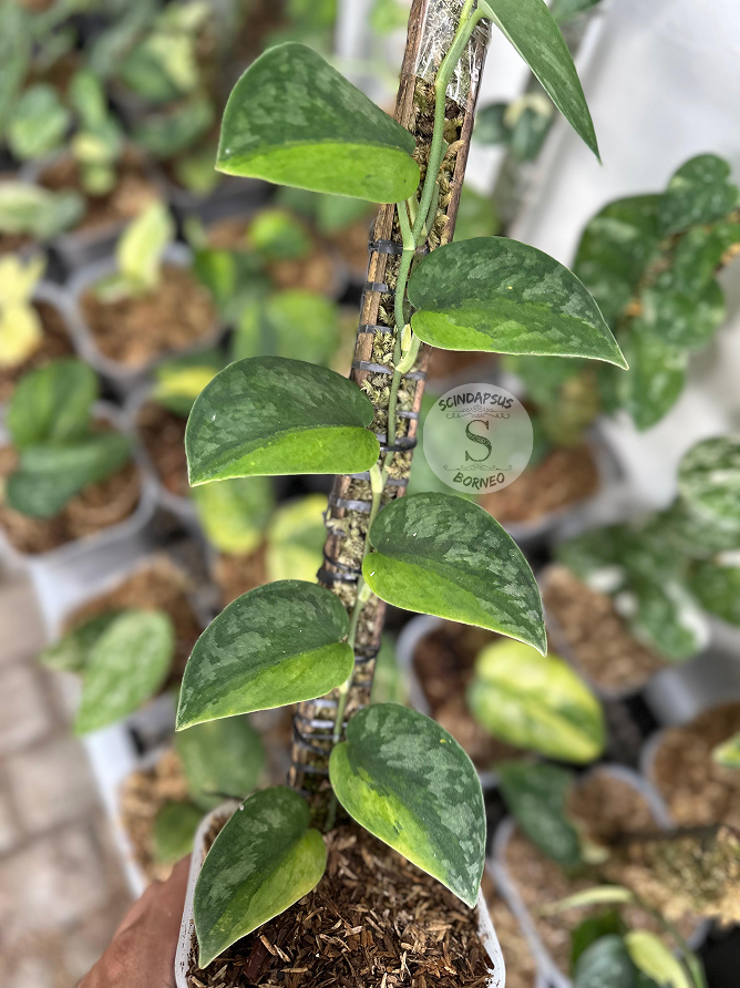 Scindapsus Silver Knight Green On Green Variegated - Best Selected - Scindapsus Borneo
