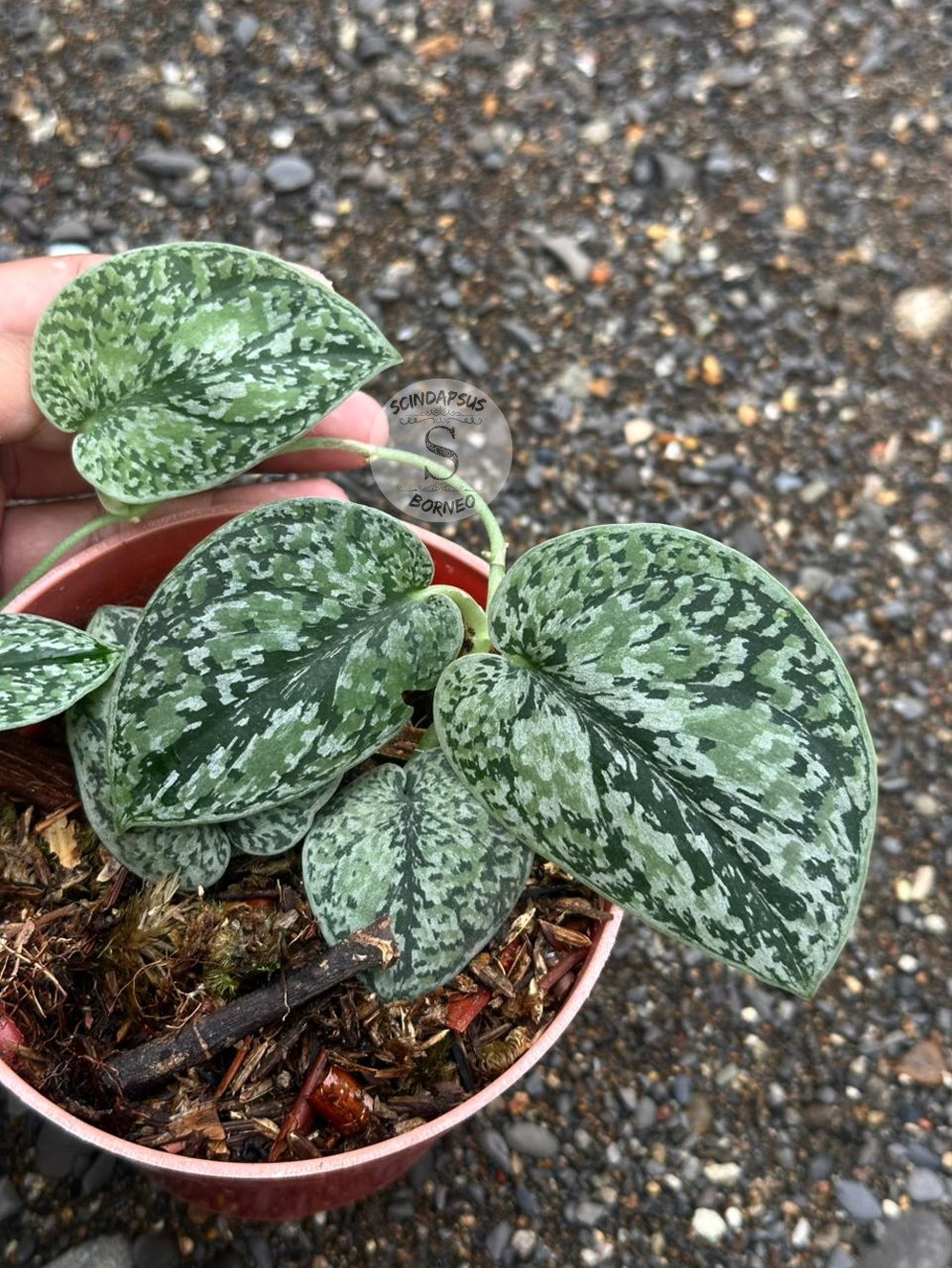 Scindapsus Silver Platinum Tricolor Mutation - Best Selected