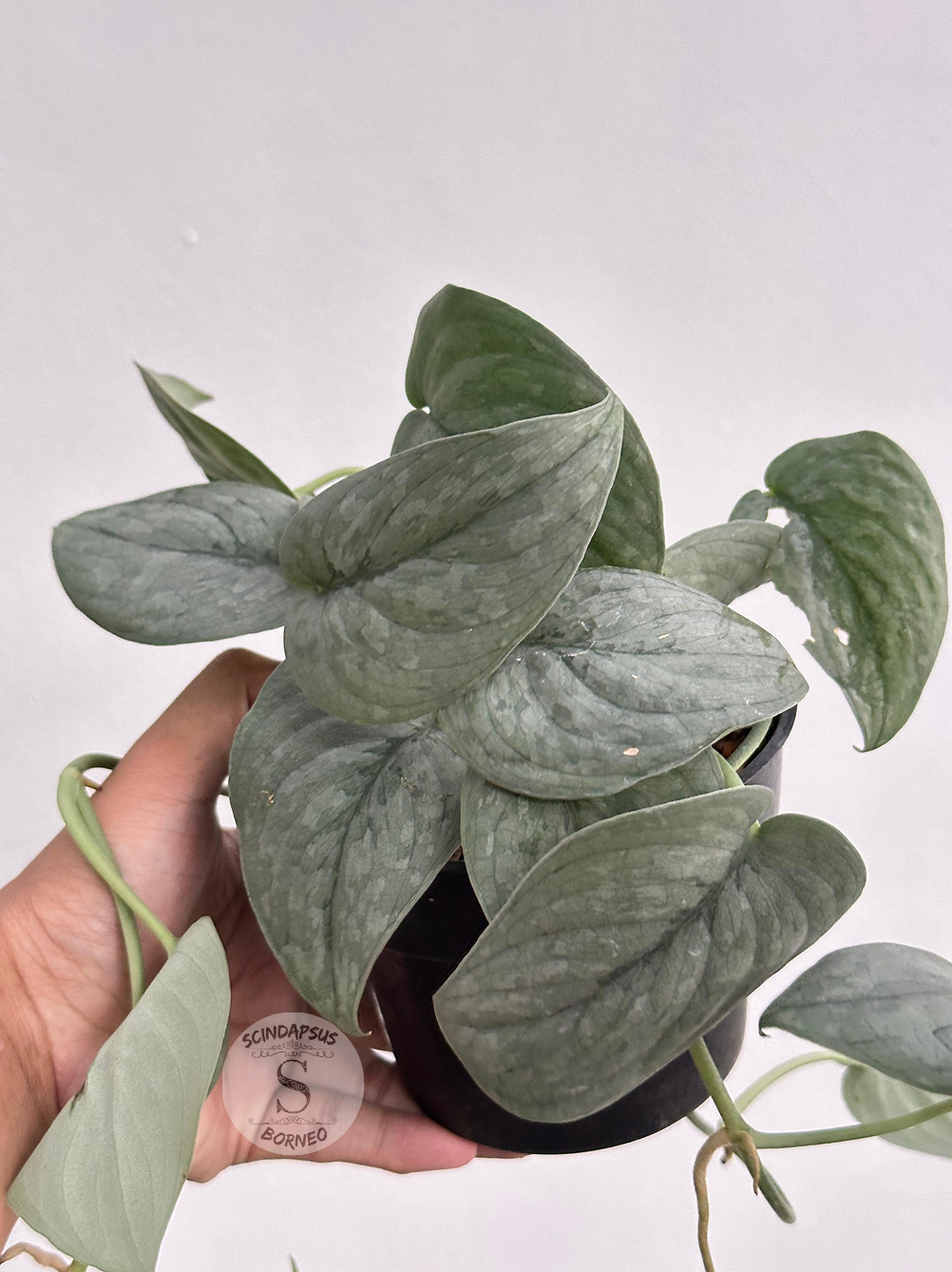 Scindapsus Silver Spot - Scindapsus Borneo