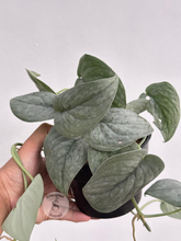 Scindapsus Silver Spot - Scindapsus Borneo