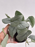 Scindapsus Silver Spot - Scindapsus Borneo
