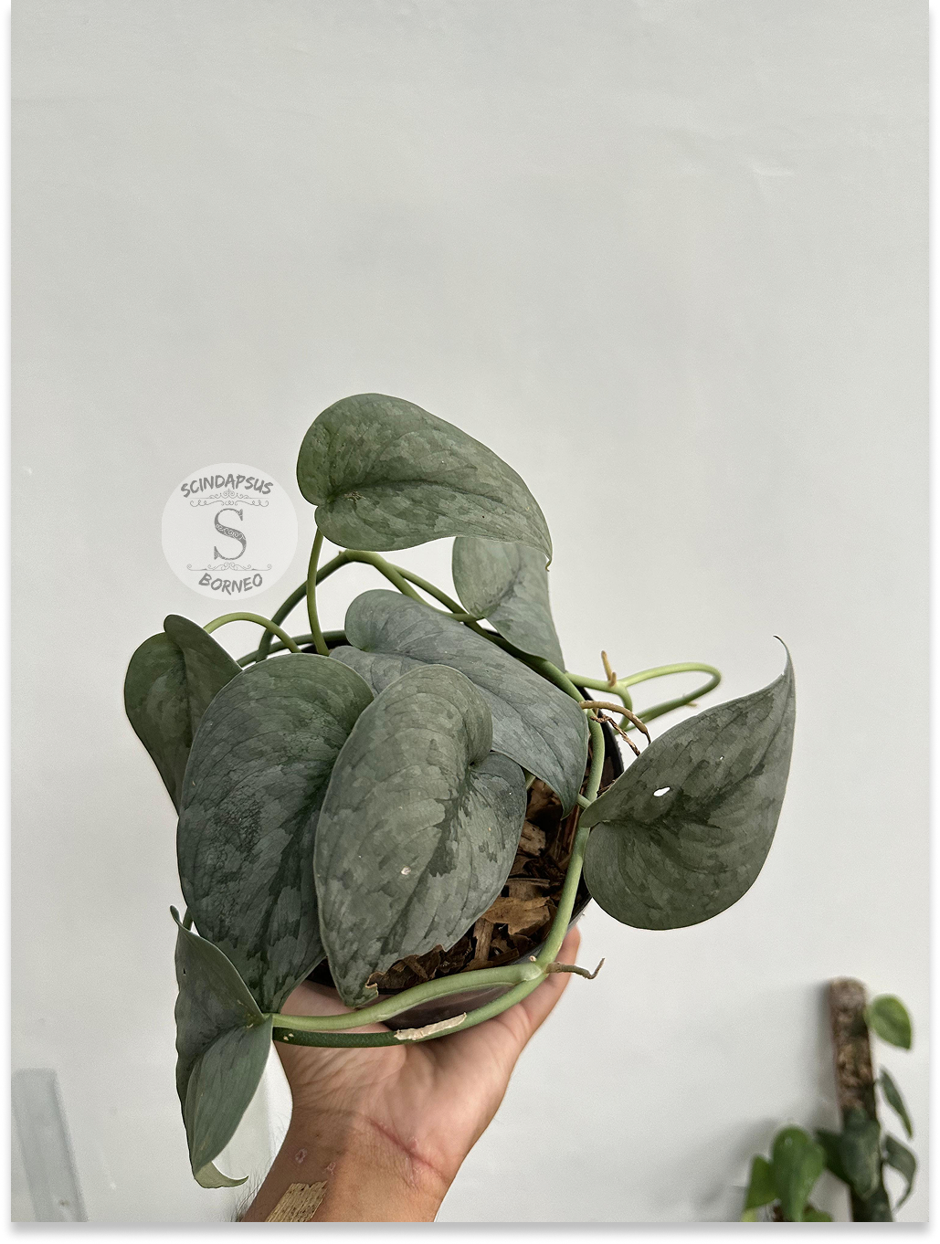 Scindapsus Silver Spot - Scindapsus Borneo