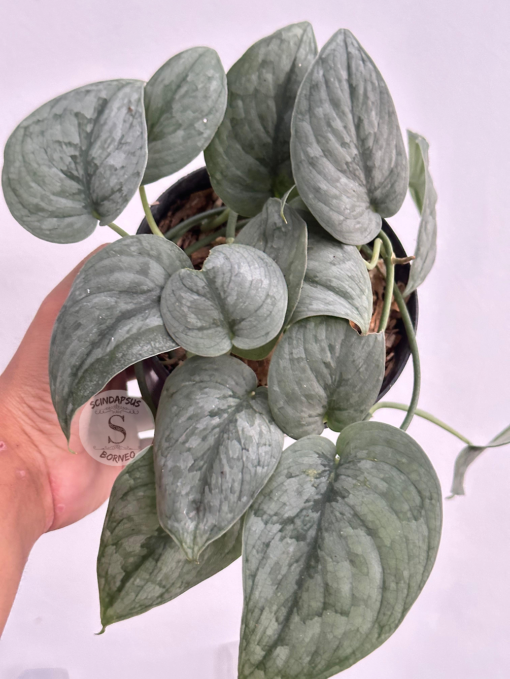 Scindapsus Silver Spot - Scindapsus Borneo