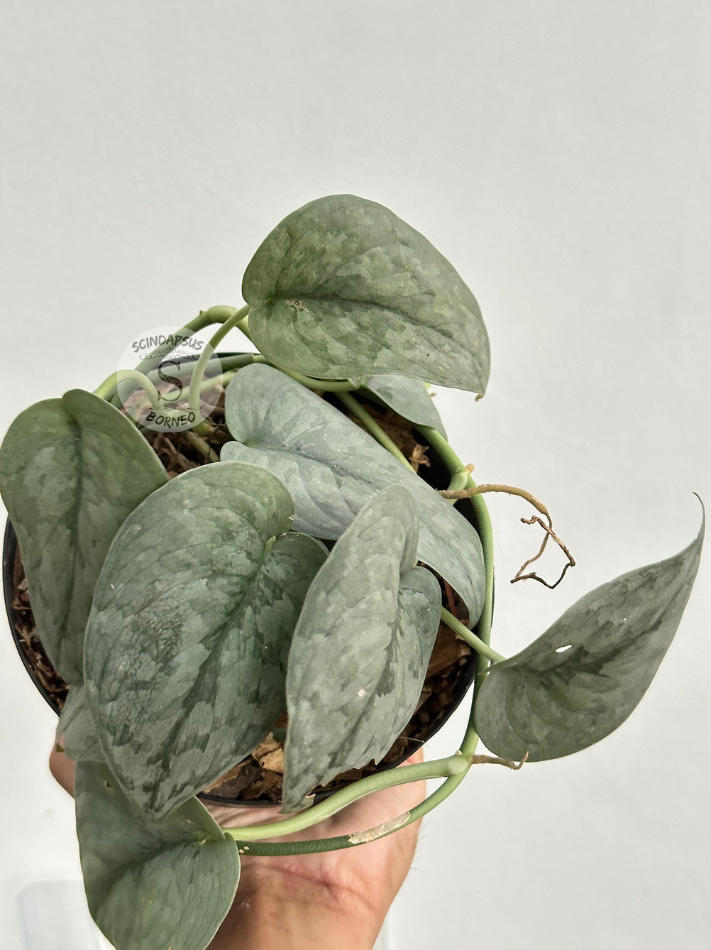 Scindapsus Silver Spot - Scindapsus Borneo