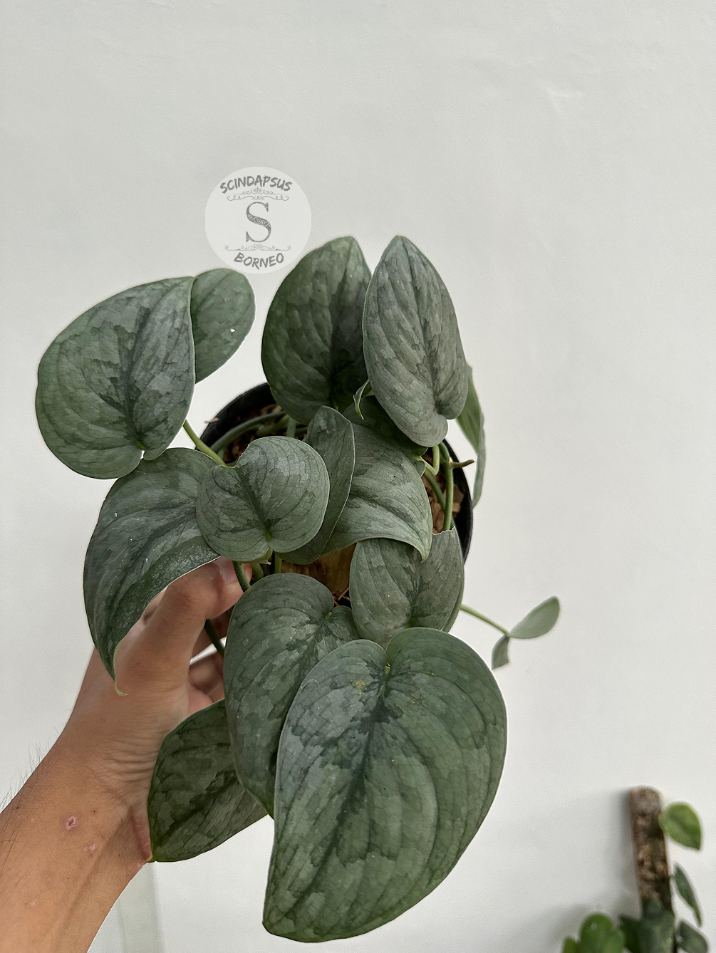 Scindapsus Silver Spot - Scindapsus Borneo