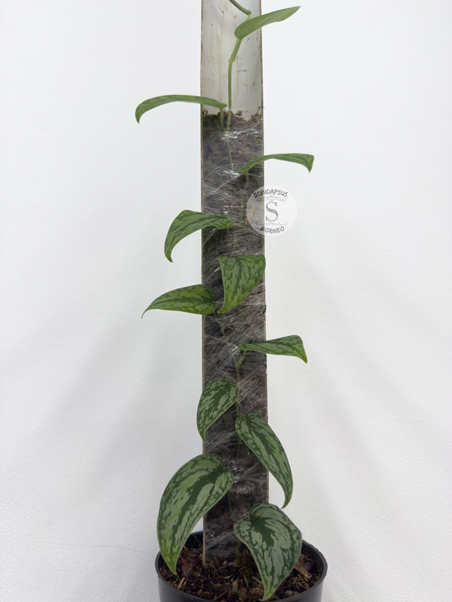 Scindapsus Silver army tricolor  - Best Selected