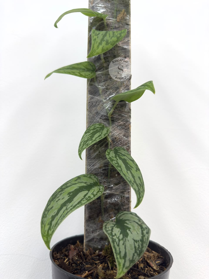 Scindapsus Silver army tricolor  - Best Selected