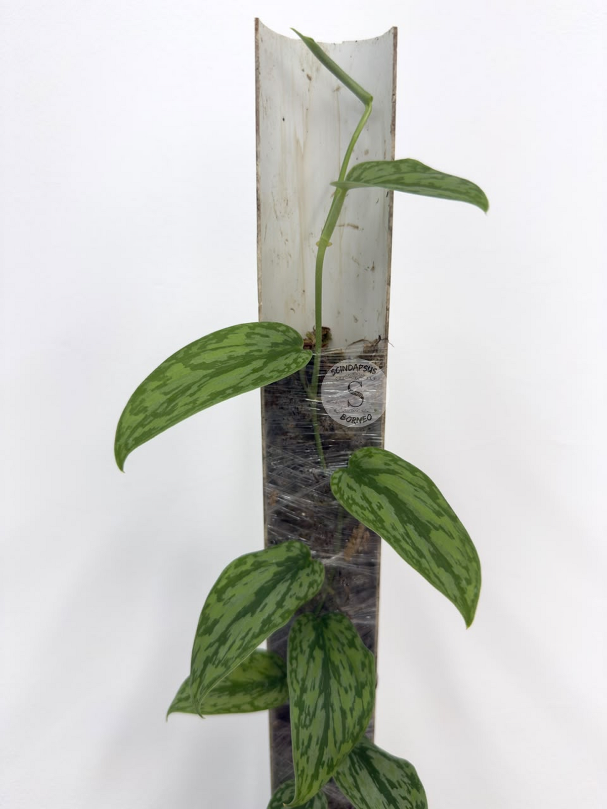 Scindapsus Silver army tricolor  - Best Selected