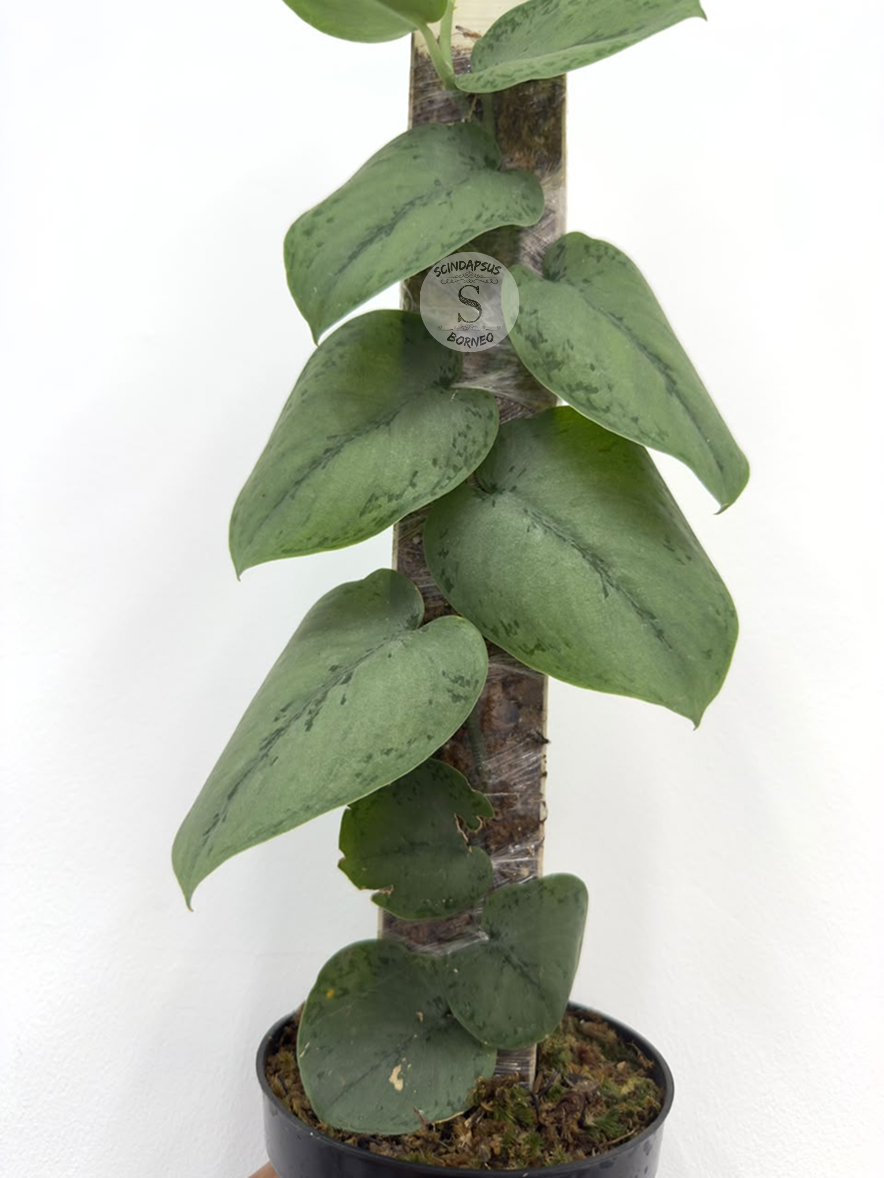 Scindapsus Silver turtle - Best Selected