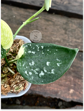 Scindapsus Singkawang Dark Polkadot Albos - Scindapsus Borneo