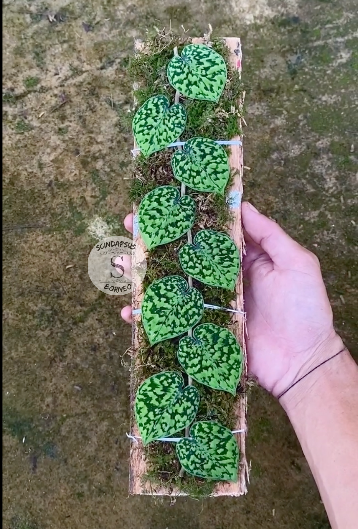 Scindapsus Snake Scale Stabillo - Scindapsus Borneo