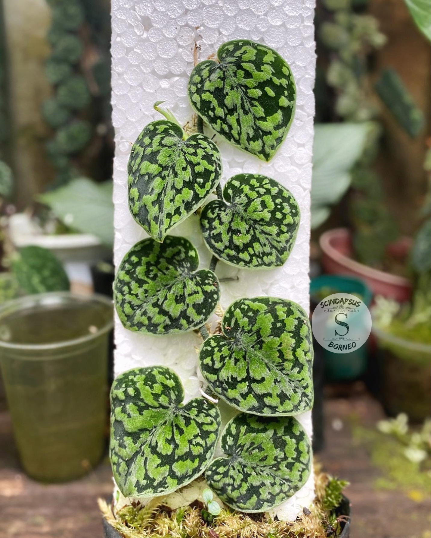 Scindapsus Snake Scale Stabillo