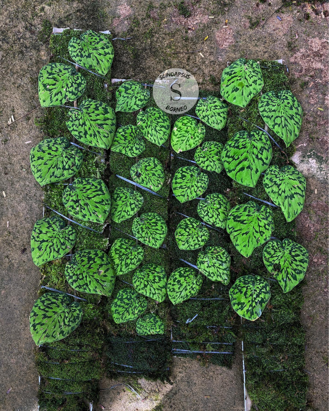 Scindapsus Snake Scale Stabillo - Scindapsus Borneo