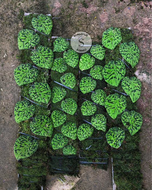 Scindapsus Snake Scale Stabillo