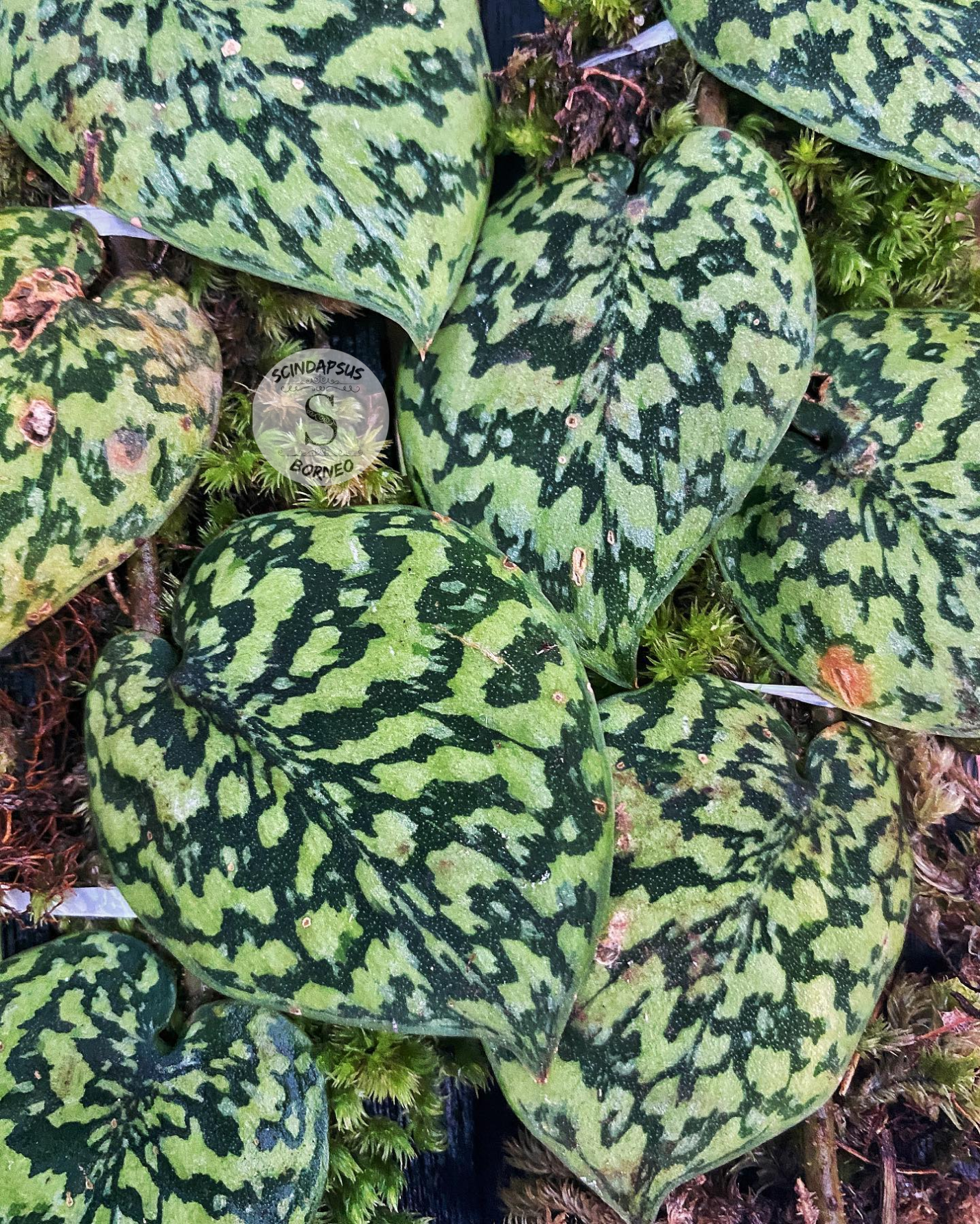 Scindapsus Snake Scale Stabillo