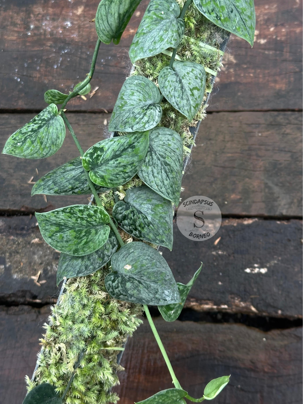 Variegated Mutation – Scindapsus Borneo