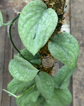 Scindapsus Snowdust - Best Selected - Scindapsus Borneo