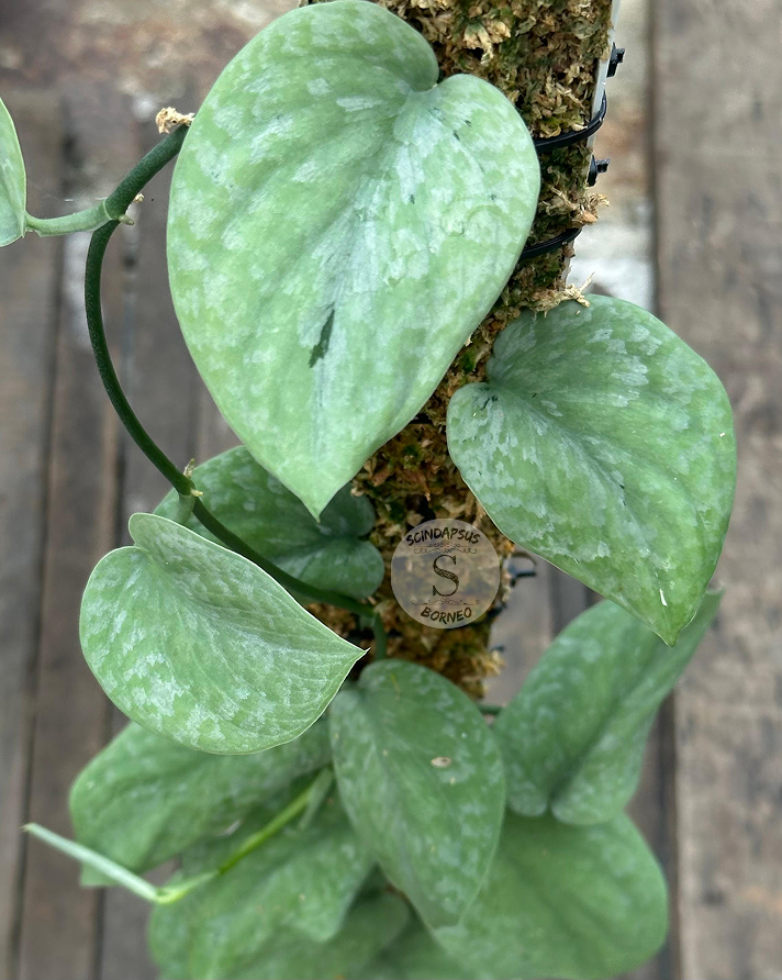 Scindapsus Snowdust - Best Selected - Scindapsus Borneo