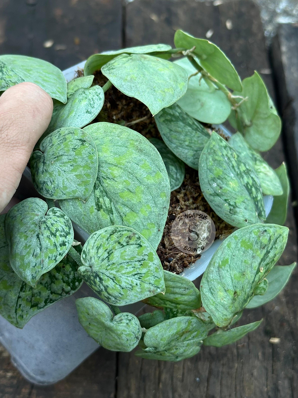 Scindapsus Snow Flake Mutation 2 - Best Selected - Scindapsus Borneo