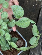 Scindapsus Snow Flake Mutation 2 - Best Selected – Scindapsus Borneo