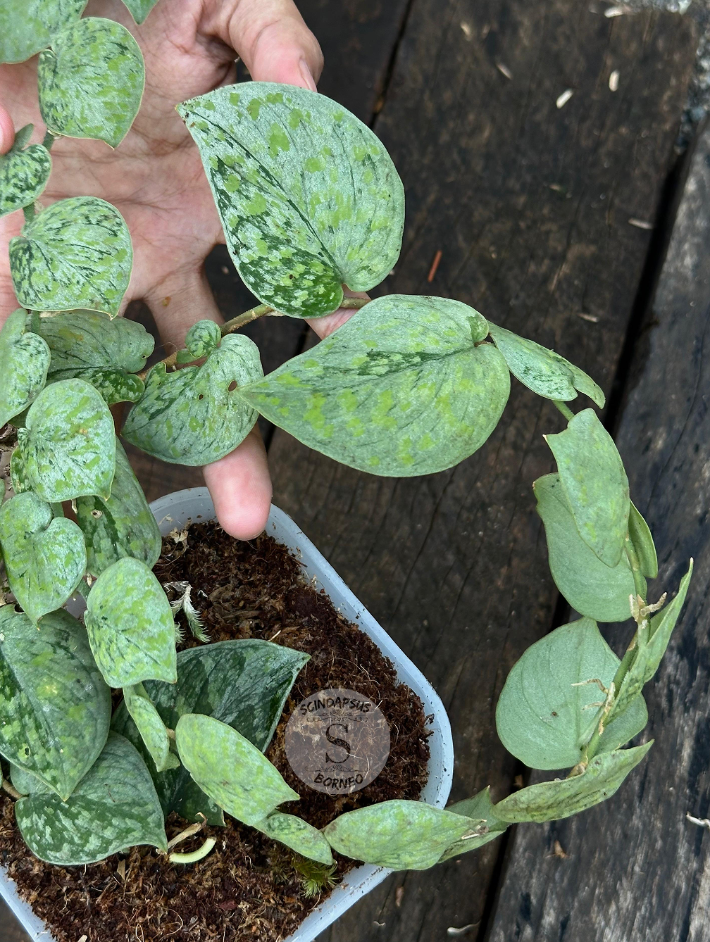 Scindapsus Snow Flake Mutation 2 - Best Selected - Scindapsus Borneo