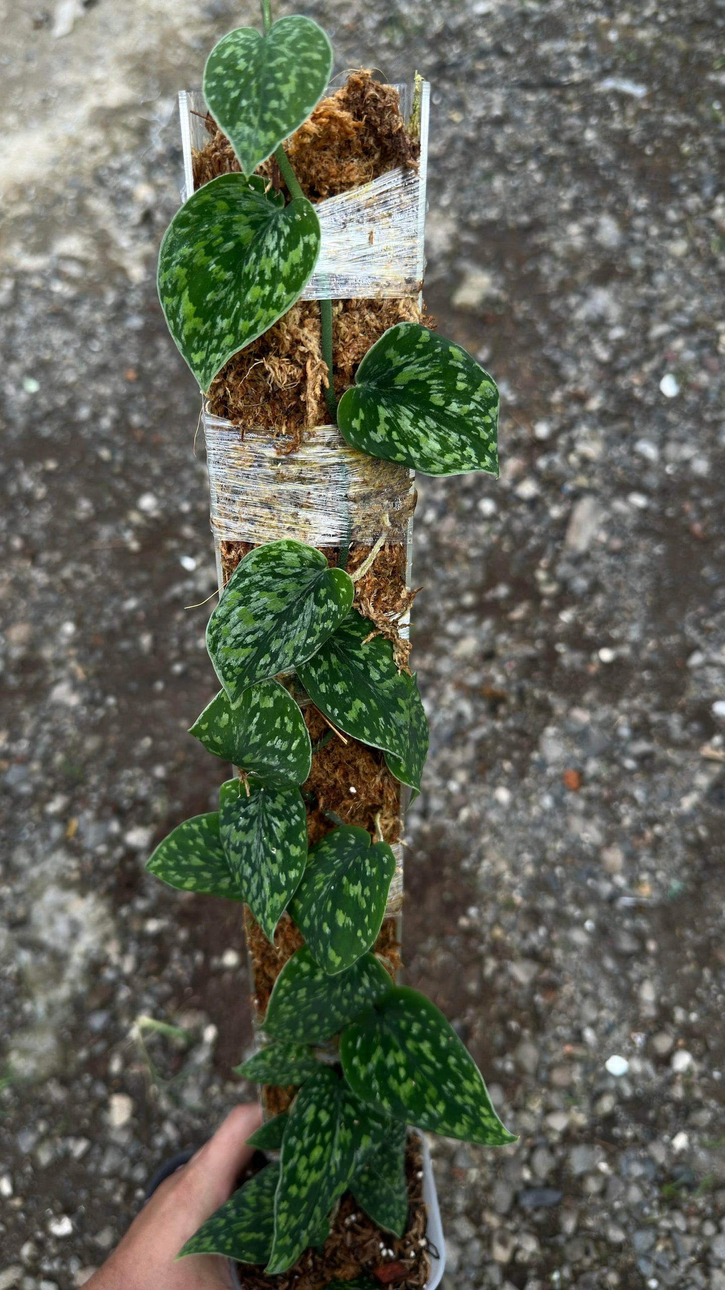 Scindapsus Snow Flake Mutation (Green Form) - Best Selected