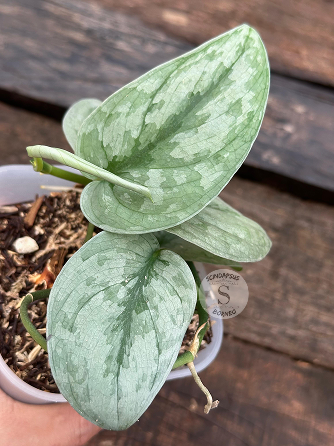 Scindapsus Sp Banyumas