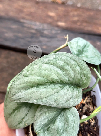 Scindapsus Sp Banyumas - Scindapsus Borneo