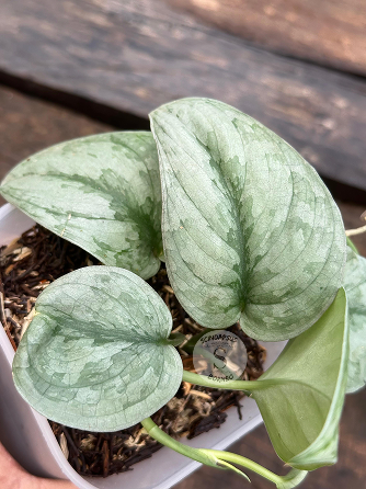 Scindapsus Sp Banyumas - Scindapsus Borneo