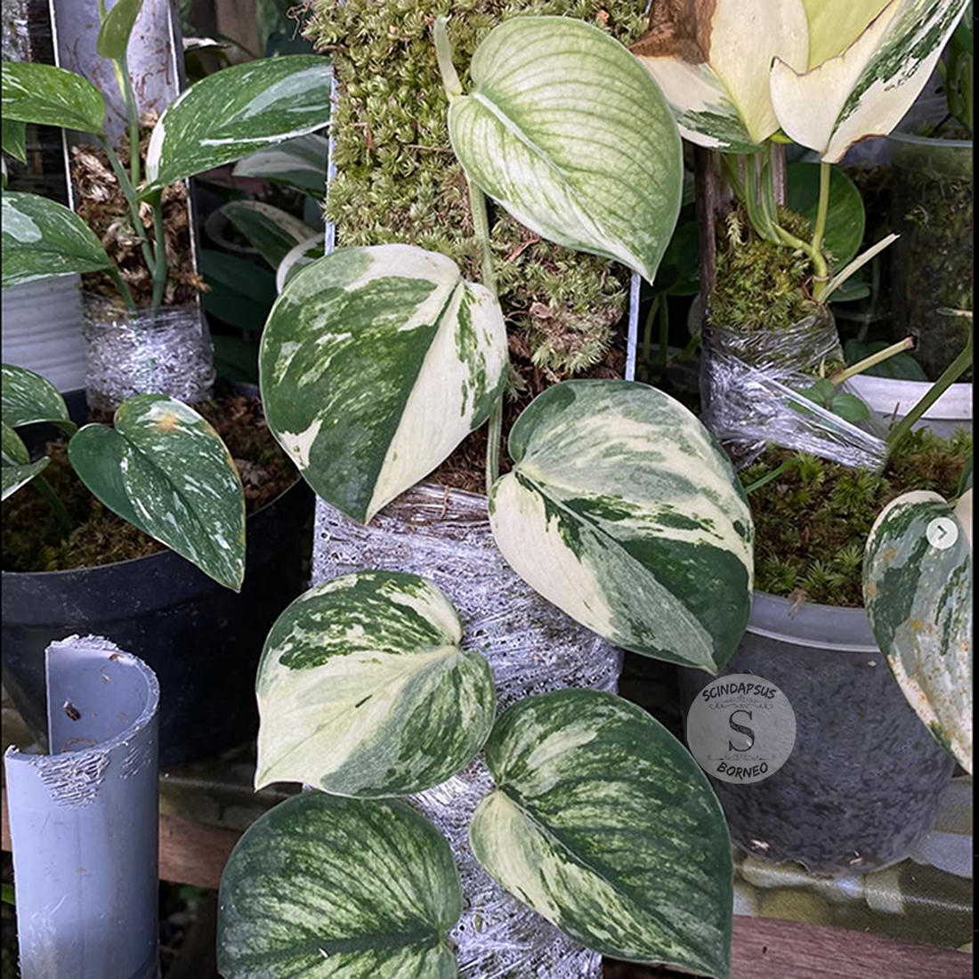 Variegated Mutation – Scindapsus Borneo Variegated Mutation – Scindapsus Borneo