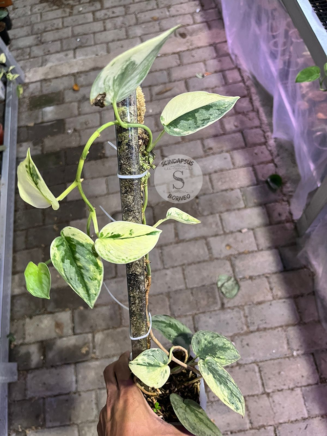 Scindapsus Sparkling Kunzo - Best Selected - Scindapsus Borneo