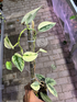 Scindapsus Sparkling Kunzo - Best Selected - Scindapsus Borneo